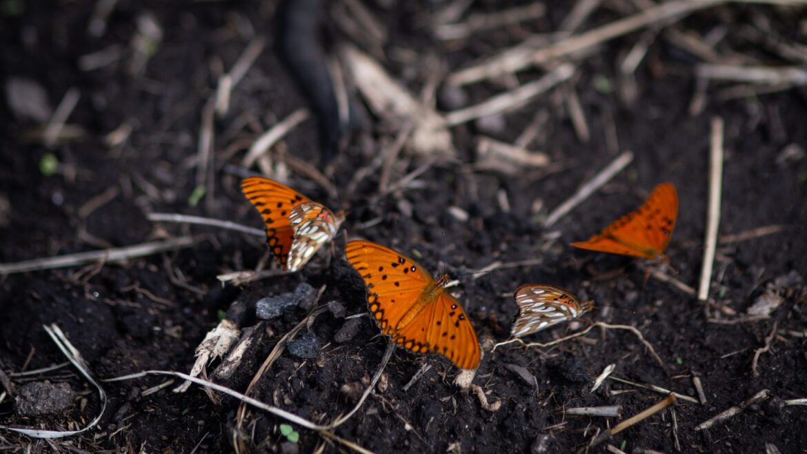 Loma del torito